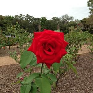 Meet your Posher, Clara